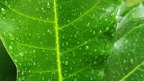 Green leaf texture with water droplets Video stock 329774865
