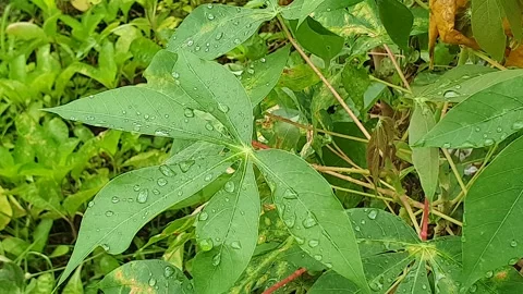 Green leaf texture with water droplets Stock Footage 329775425