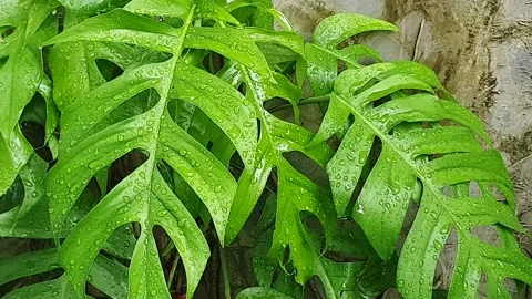 Green leaf texture with water droplets Stock Footage 329775461
