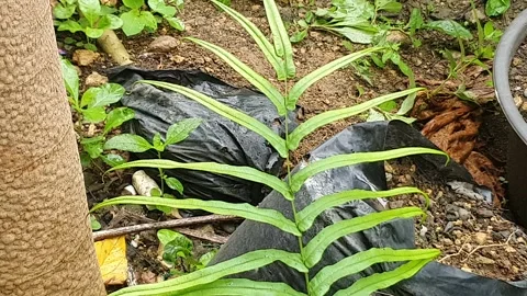 Green leaf texture with water droplets Stock Footage 329776905
