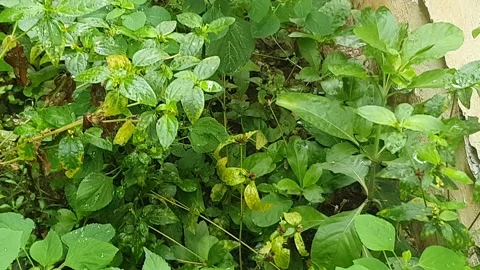 Green leaf texture with water droplets Stock Footage 329776909