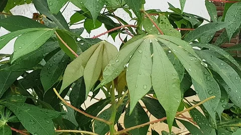 Green leaf texture with water droplets Stock Footage 329776999