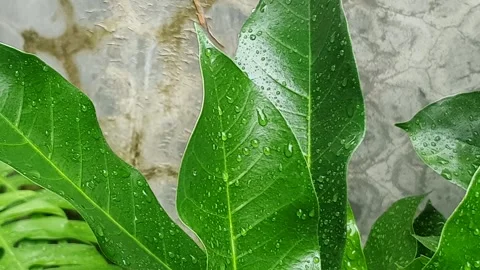 Green leaf texture with water droplets Stock Footage 329777001