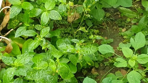Green leaf texture with water droplets Stock Footage 329777365