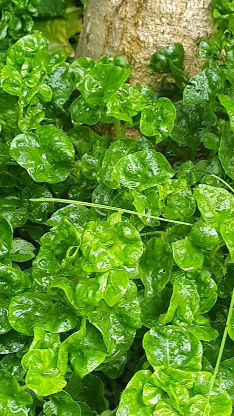 Green leaf texture with water droplets Stock Footage 329777428