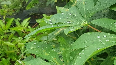 Green leaf texture with water droplets Stock Footage 329778008