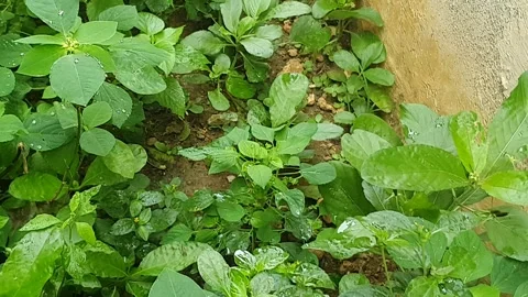 Green leaf texture with water droplets Stock Footage 329778167