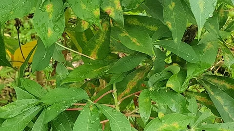 Green leaf texture with water droplets Stock Footage 329778317