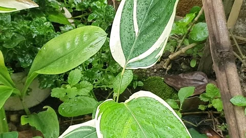 Green leaf texture with water droplets Stock Footage 329778333