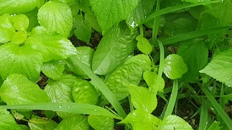 Green leaf texture with water droplets Stock Footage 329778495