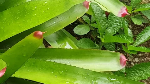 Green leaf texture with water droplets Stock Footage 329778507