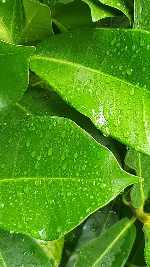 Green leaf texture with water droplets Stock Footage 329778590
