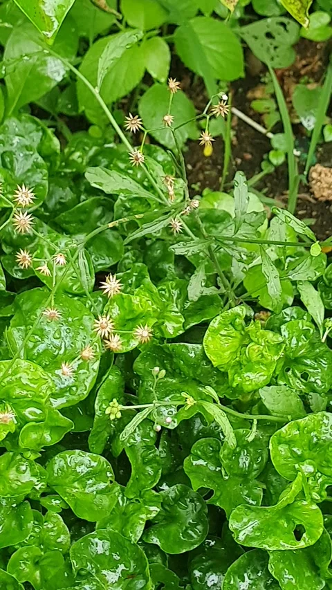 Green leaf texture with water droplets Stock Footage 329778638