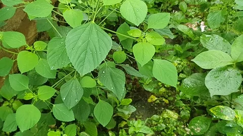 Green leaf texture with water droplets Stock Footage 329778671