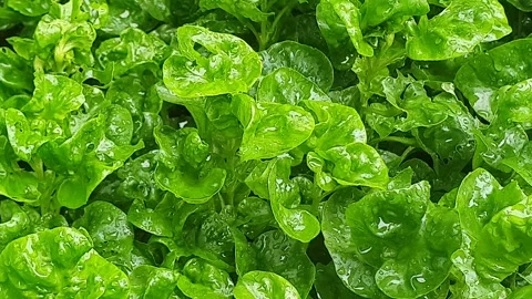 Green leaf texture with water droplets Stock Footage 329778807