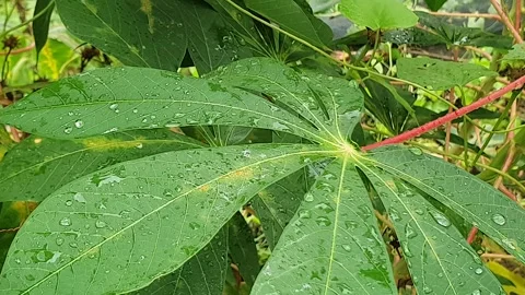 Green leaf texture with water droplets Stock Footage 329778809