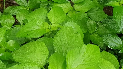 Green leaf texture with water droplets Stock Footage 329780128