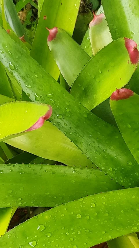 Green leaf texture with water droplets Stock Footage 329780160