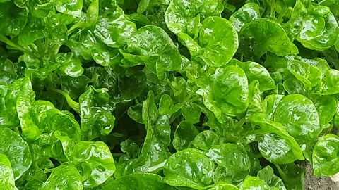 Green leaf texture with water droplets Stock Footage 329780314