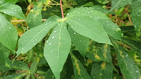 Green leaf texture with water droplets Stock Footage 329780413
