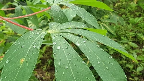 Green leaf texture with water droplets Stock Footage 329780465