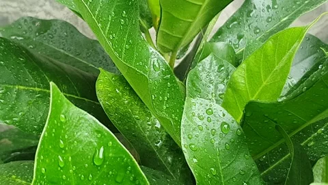 Green leaf texture with water droplets Stock Footage 329780467
