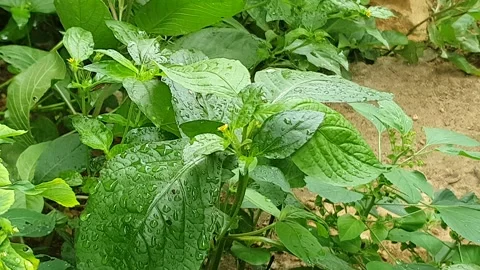 Green leaf texture with water droplets Stock Footage 329780546