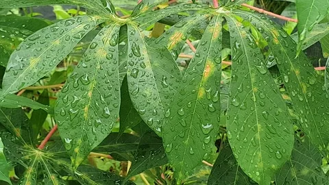 Green leaf texture with water droplets Stock Footage 329780563