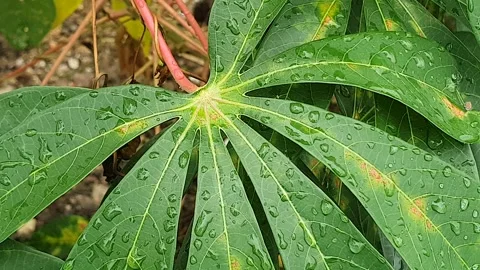 Green leaf texture with water droplets Video stock 329780568