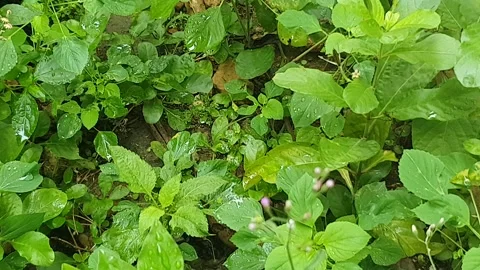 Green leaf texture with water droplets Stock Footage 329780595