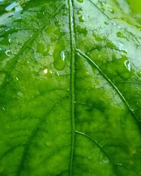 Green Leaf Texture with Water Drops Macro Background Stock Photos
