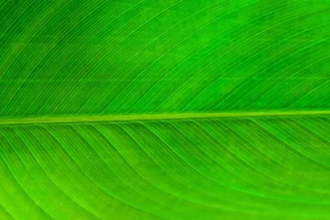 Green Leaf Textured and Background Stock Photos