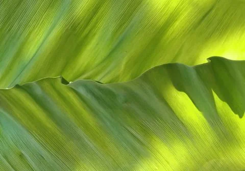 Green Leaf Textured and Background Stock Photos