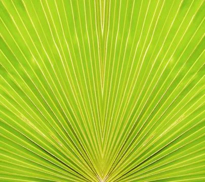 The green leaf textured background in the park Stock Photos