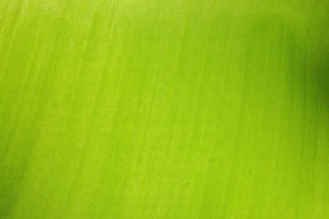 Green leaf textured with structure and grain, Close-up. Photos