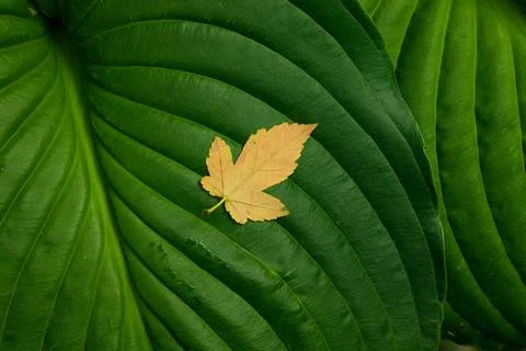 Green leaf textured surface and yellow fall color autumn October aesthetic ba Stock Photos
