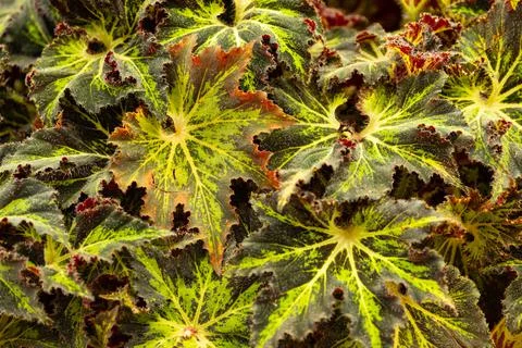 Green leaf texture.Leaf texture background.Natural background and wallpaper. Stock Photos