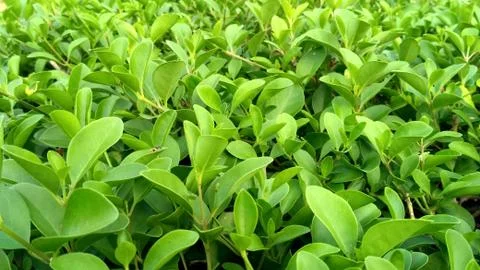 Green leaf, tiny green leaf, fresh natural green background Stock Photos