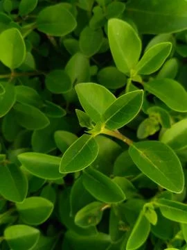 Green leaf, tiny green leaf, fresh natural green background Stock Photos