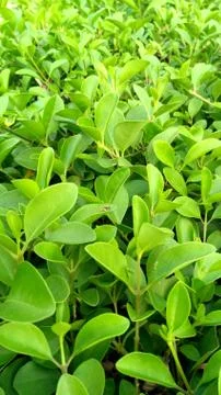 Green leaf, tiny green leaf, fresh natural green background Stock Photos