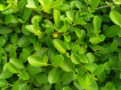 Green leaf, tiny green leaf, fresh natural green background Stock Photos