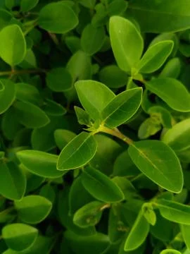 Green leaf, tiny green leaf, fresh natural green background Stock Photos