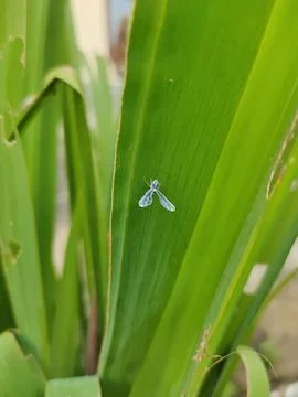 Green Leaf with Tiny Visitor Stock Photos