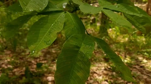 Green leaf tips blowing in the wind in tropical nature Stock Footage 210379776