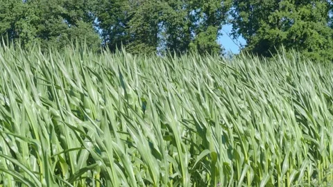The green leaf tips of corn plants waving in the wind Stock Footage 201362638