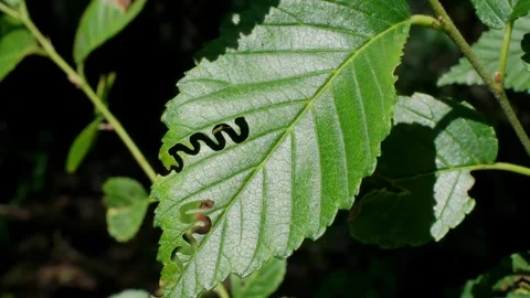 Green Leaf with Trail of Caterpillar Damage Swaying in Wind Video Vidéo 340150921