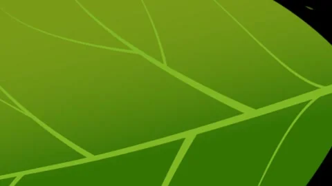 Green leaf transition animation with randomly falling leaves from top corner. Stock Footage 337733952