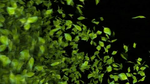 Green leaf transition Stock Footage