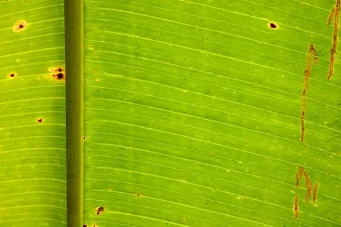 Green leaf translucent texture Stock Photos