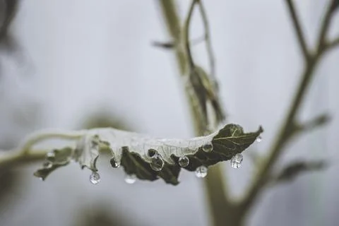 Green leaf with transparent dew drops ready to tear and fall down Foto stock